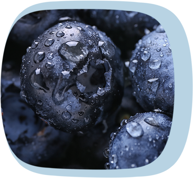 Nahaufnahme einer Blaubeere