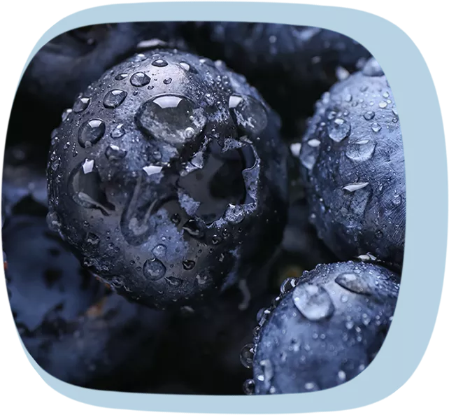 Nahaufnahme einer Blaubeere